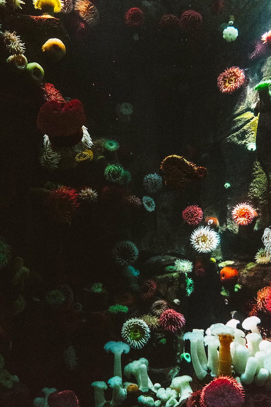 assorted-color corals, anemone, aquarium, art, color, coral, decoration, environment, fish, flower