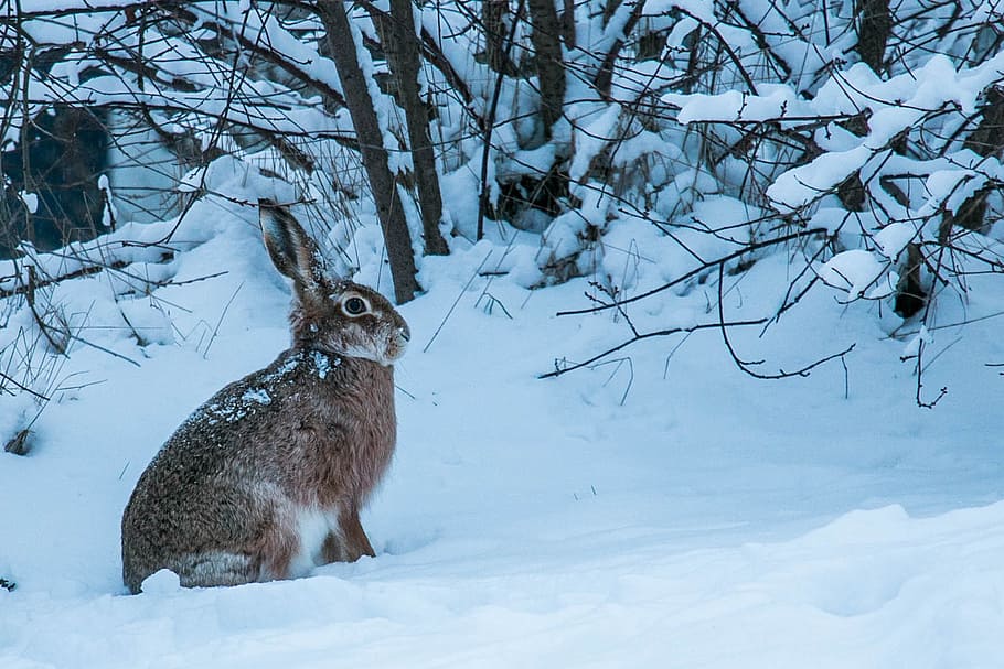 marrón, conejo, campo de nieve, durante el día, invierno, liebre, pelaje, nieve, temperatura fría, temas de animales