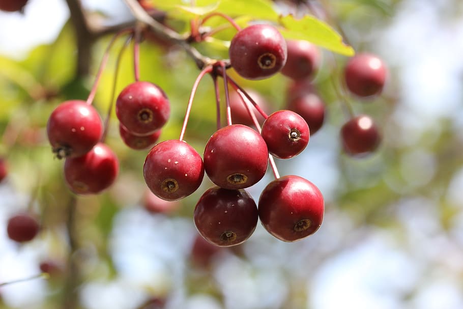 berries, tree, crab apple, red, autumn, nature, branch, healthy eating, fruit, food