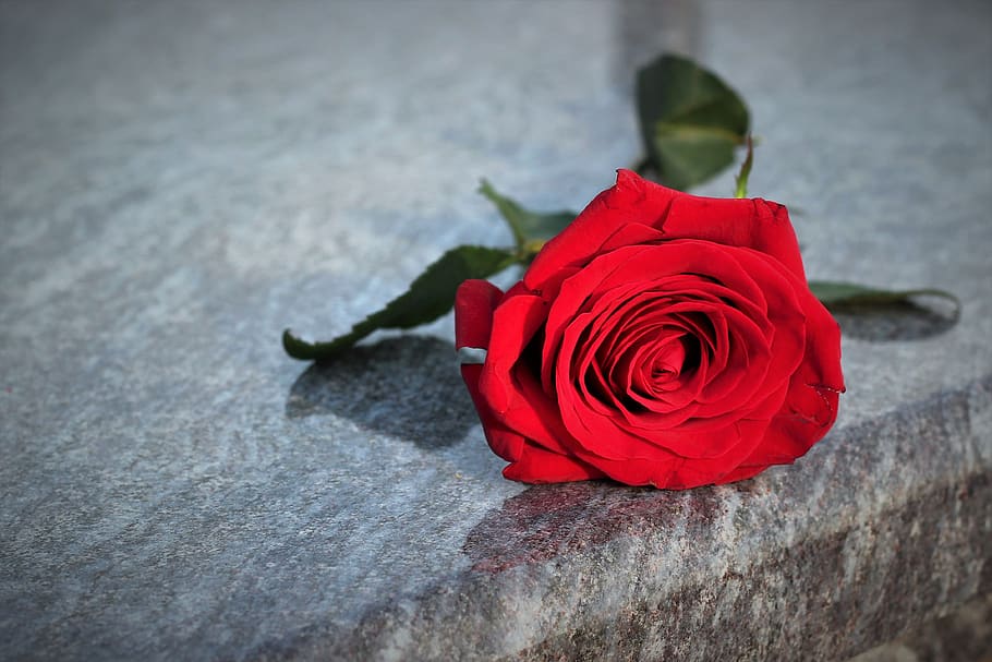 rosa roja, amor perdido, desaparecido, recordando, símbolo de amor, flor, mármol gris, lápida, condolencia, al aire libre