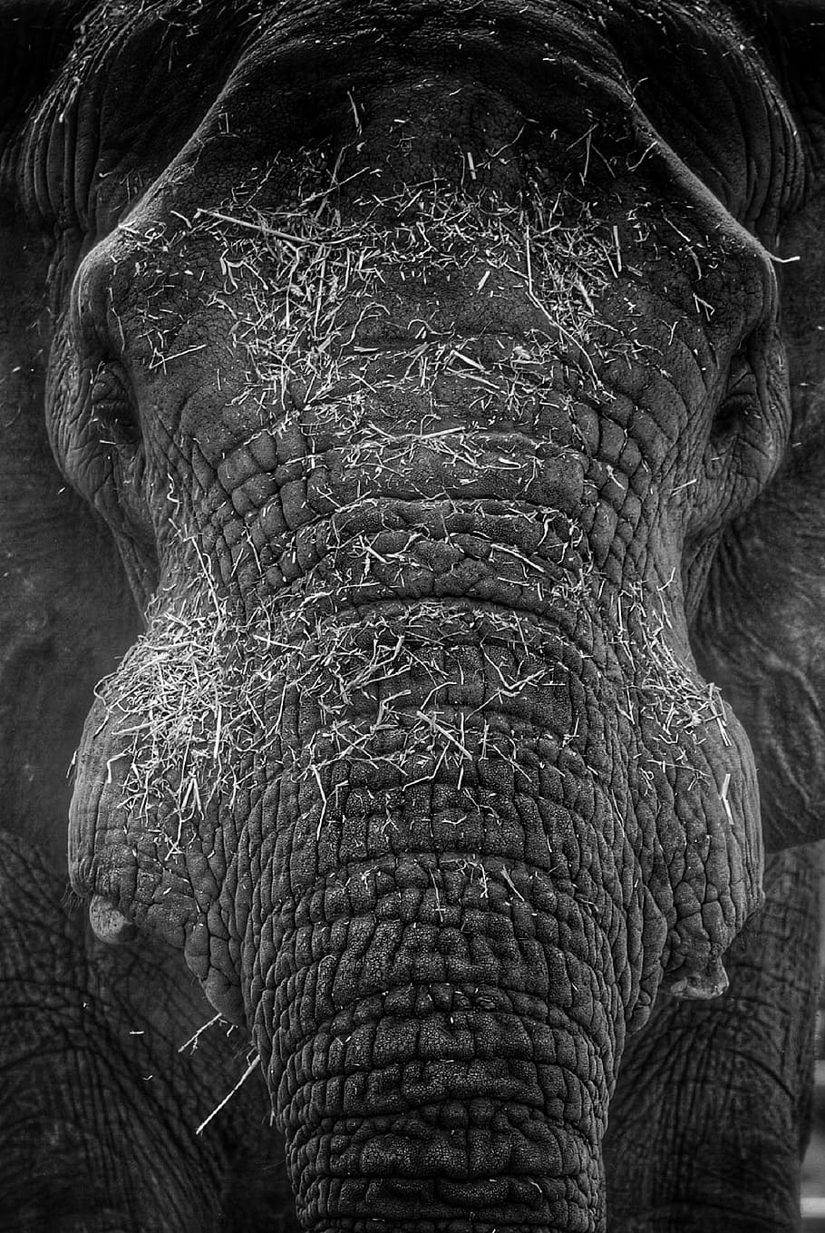 elephant, head, black and white, portrait, wrinkles, trunk, eyes, face, zoo, close up