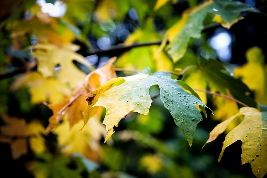 leaf, autumn, fall, plant, blur, wet, raindrops, growth, plant part, close-up