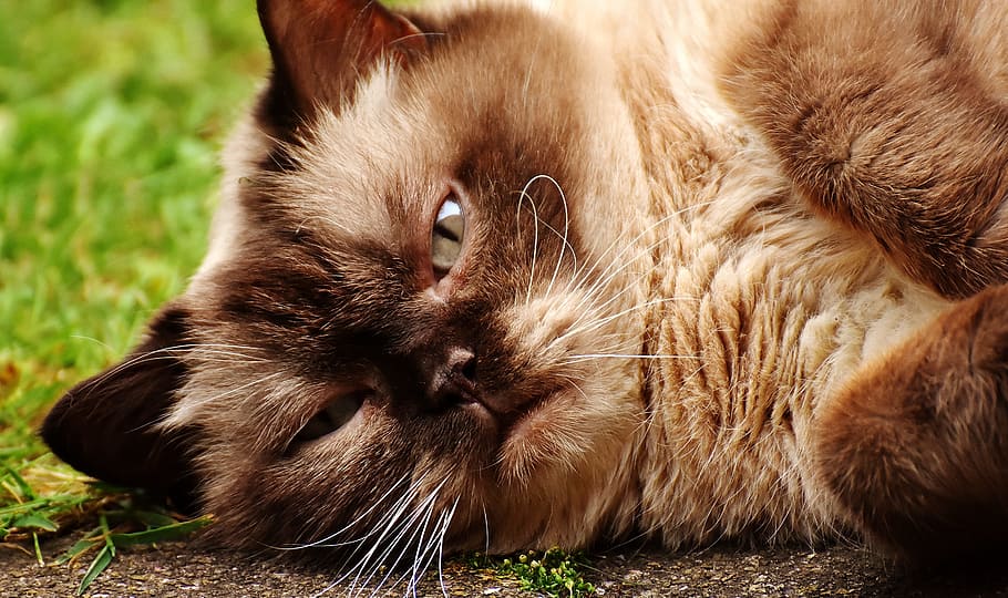 Lying Soil Himalayan Cat British Shorthair Cat Animal World