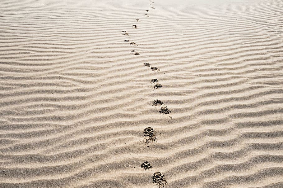 animal foot prints, desert dunes, sand, footprints, beach, desert, landscape, nature, sand Dune, footprint