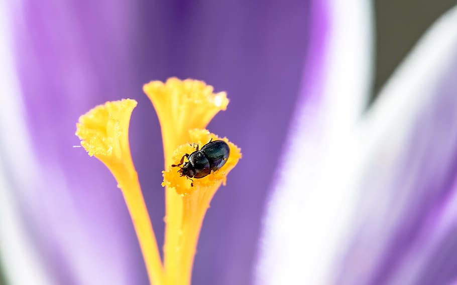 nettle jewel beetle, ried grass beetles, brachypterus urticae, beetle, small beetle, the flowering stem of a crocus, sitting, nectar, scavenge, insect