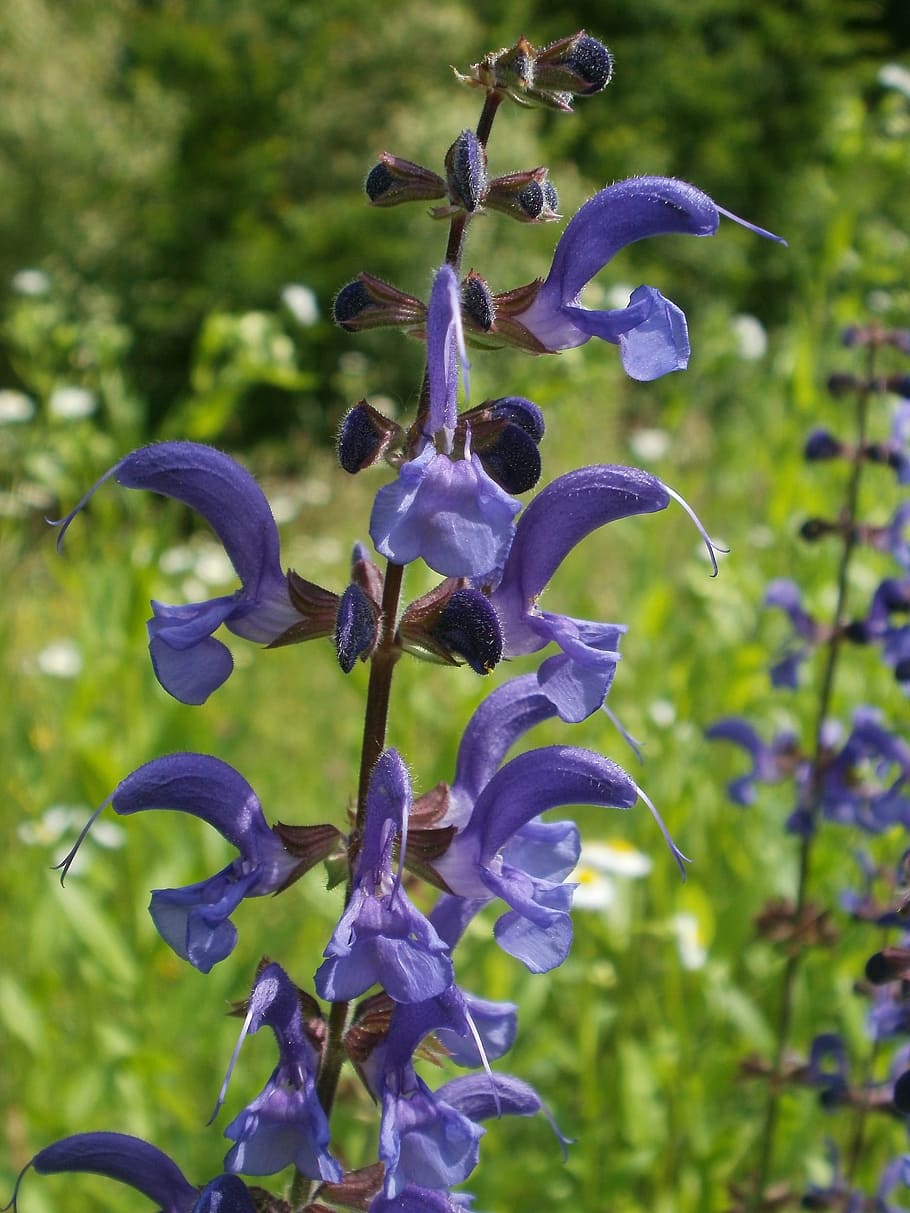 salvia pratensis, lamiaceae, meadow sage, meadow clary, introduced sage, flora, botany, flower, plant, bloom