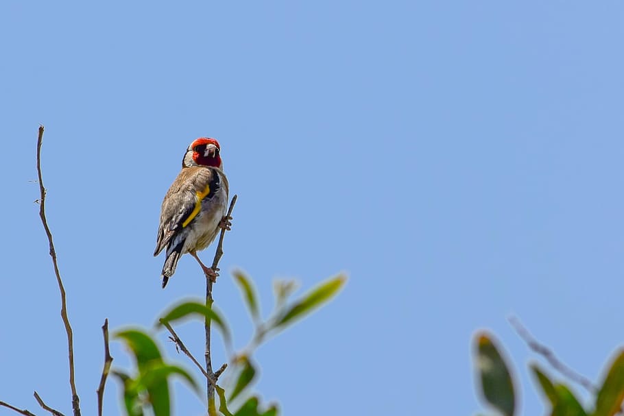 european goldfinch, bird, nature, wildlife, animal, birdwatching, spring, fauna, animal themes, animal wildlife