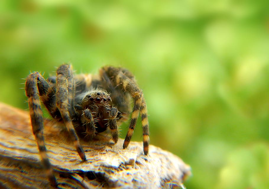 spider bouncing, spider, licensed, nature, tarantula, arachnid, web, trap, predator, arachnophobia