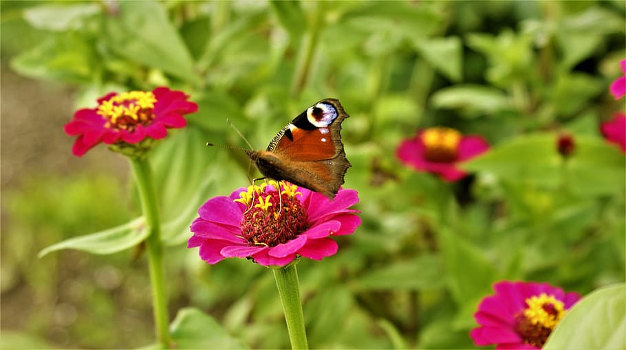 zinnia, butterfly, peacock, bug, butterflies, wings, butterfly plant, flower, nature, nectar