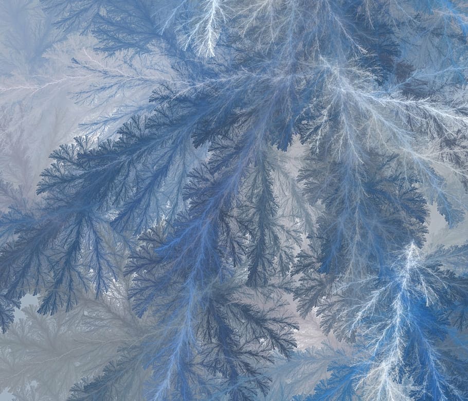closeup, frozen, tree, frost, frosty, frosted, ice, icy, iced, cold
