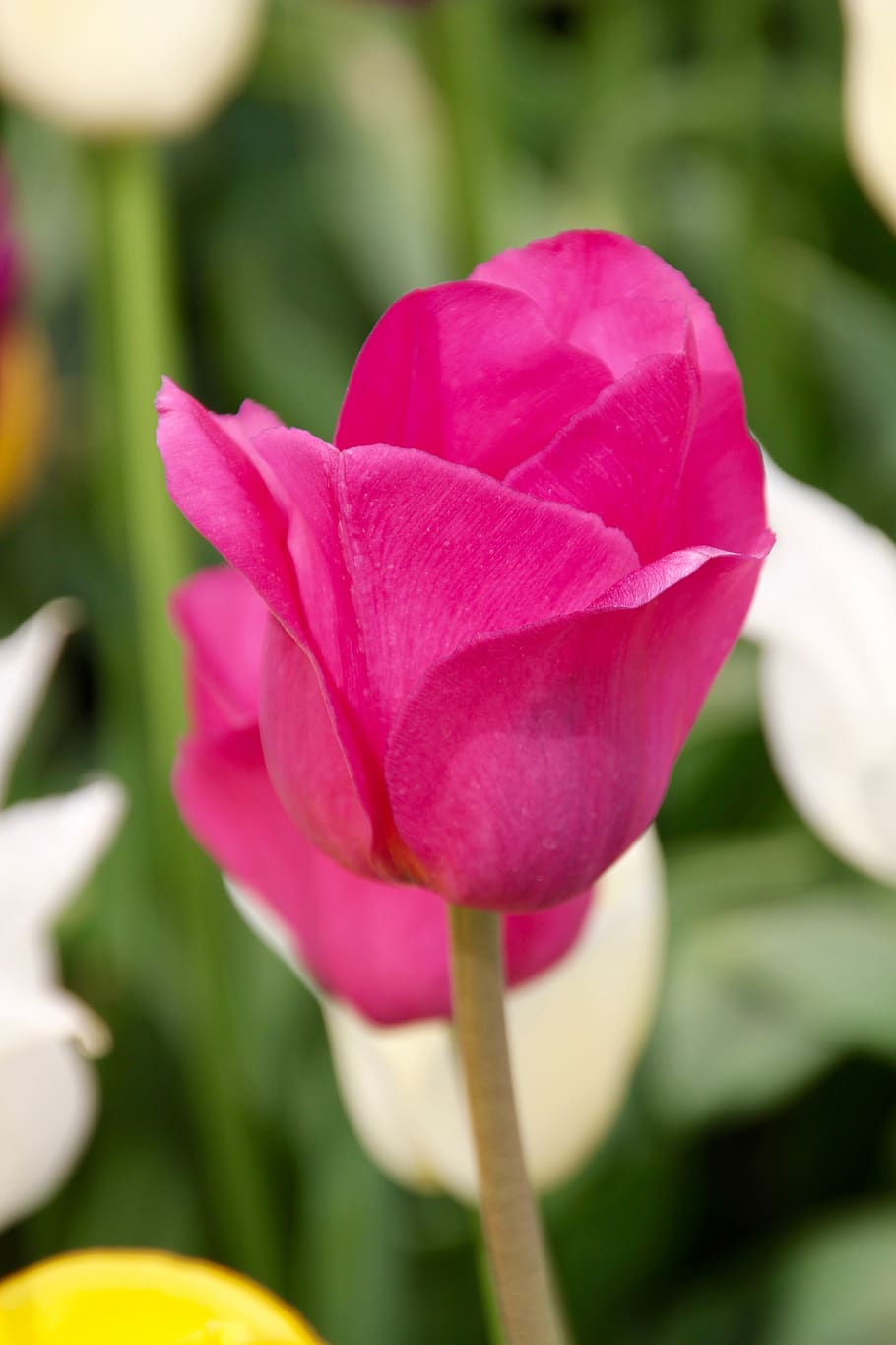 tulip, tulip field, tulpenbluete, spring, tulip fields, blossomed, spring flower, holland, dutch, state garden show