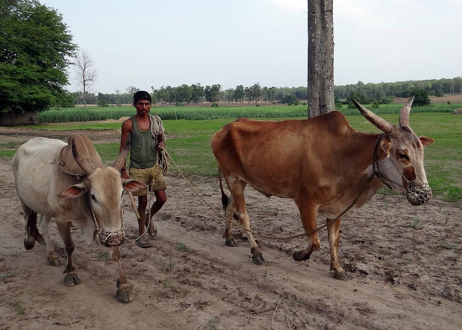 oxen, unyoked, gagged, farmer, countryside, karnataka, india, mammal, domestic animals, livestock