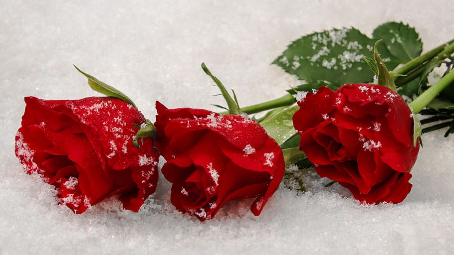 winter roses, red roses, snow, symbol, hellebores, three, love, affection, congratulations, leaf