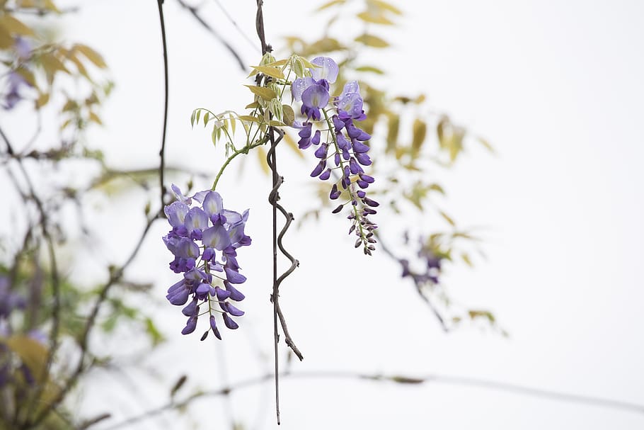 wisteria, spring, thriving, flower, flowering plant, plant, fragility, vulnerability, freshness, purple