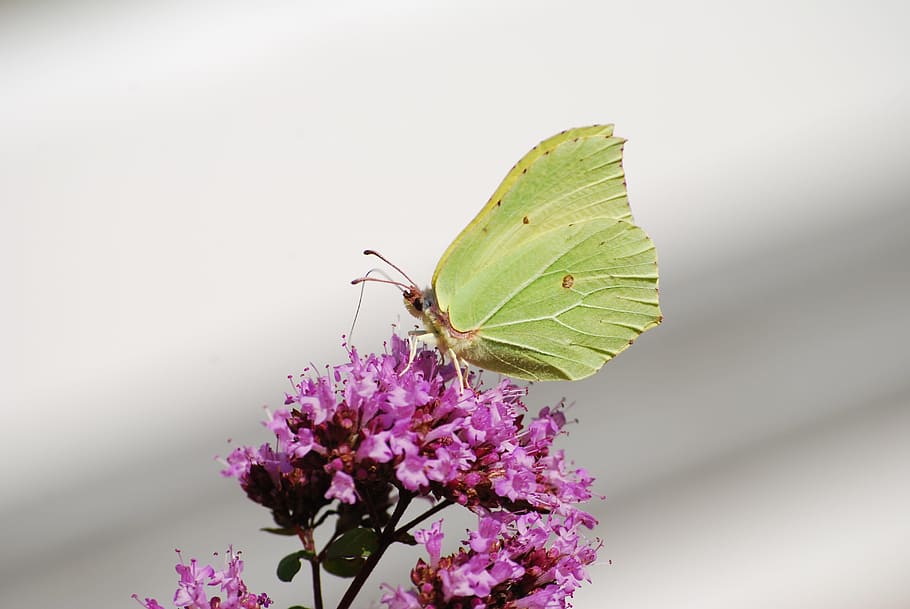 蝶, Gonepteryx Rhamni, 昆虫, 黄色, 夏, 閉じる, 翼, 柔らかい, 小柄な, 美しい