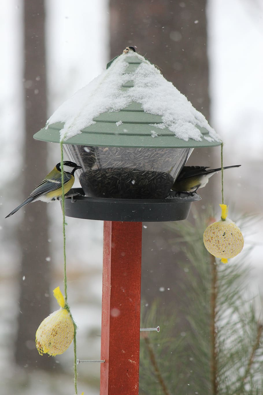 alimentando a las aves, carbonero común, invierno, rantasalmi, finlandés, nieve, clima, nevando, temperatura fría, sin gente