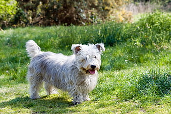 dog-glen-of-imaal-terrier-terrier-glen-of-imaal-cute-adorable-royalty-free-thumbnail.jpg