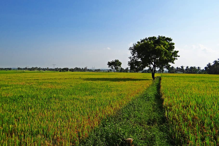 campos de arroz, gangavati, karnataka, india, arroz, arrozal, agricultura, cosecha, tierras de cultivo, cultivo