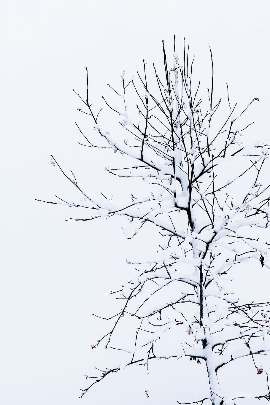 tree, kahl, winter, without leaves, snow, snowy, karg, aesthetic, nature, sky