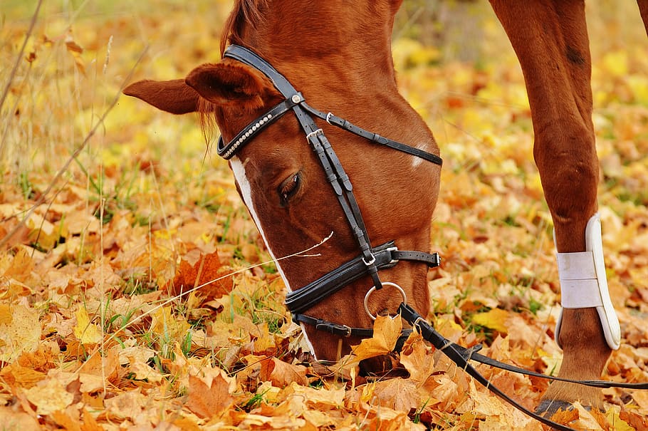 brown, stallion, eating, dried, leaves, horse, animal, ride, reiterhof, coupling