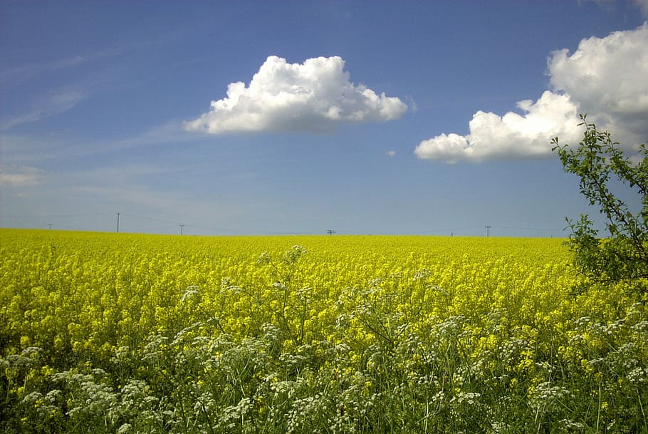 field of rapeseeds, rape blossom, rügen, spring, yellow, nature, agriculture, oilseed Rape, field, rural Scene