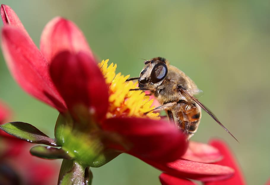 closeup, foto, hoverfly bertengger, bunga, hoverfly, lalat, serangga, pencarian nektar, kumpulkan nektar, dahlia