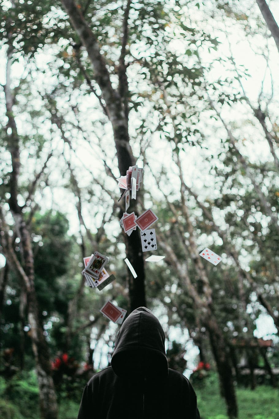 cards, man, hoodie, trees, bokeh, back, guy, forest, magician, blur