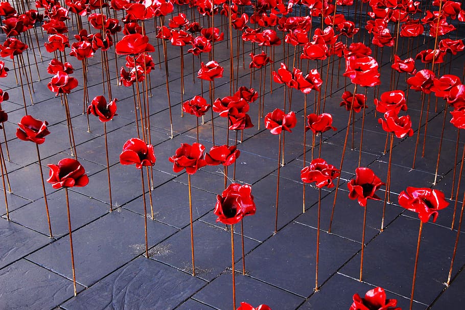 빨간, 장미 꽃, 꽃들, 갈색, 막대기, 자, 벽돌 바닥, 양귀비, 전쟁, 기억