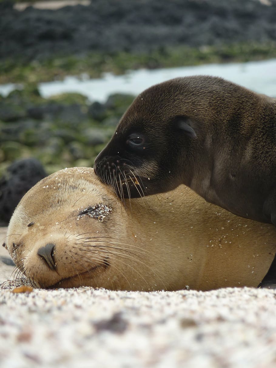 two, dark-brown, light-brown seals, sea lions, seals, mammals, marine life, mother, young, kiss