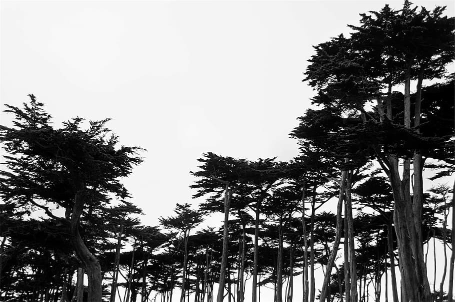 фотография в оттенках серого, Деревьями, силуэт, Яркий, небо, черное и белое, дерево, пальма, нет людей, на открытом воздухе