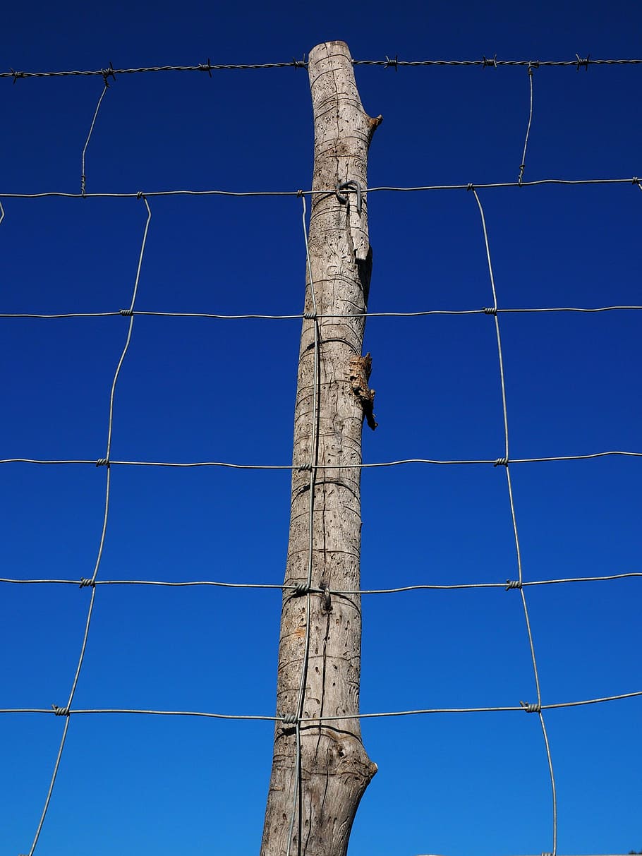 tree, without, twigs, behind, gray, steel fence, post, pile, fence, wildzaun