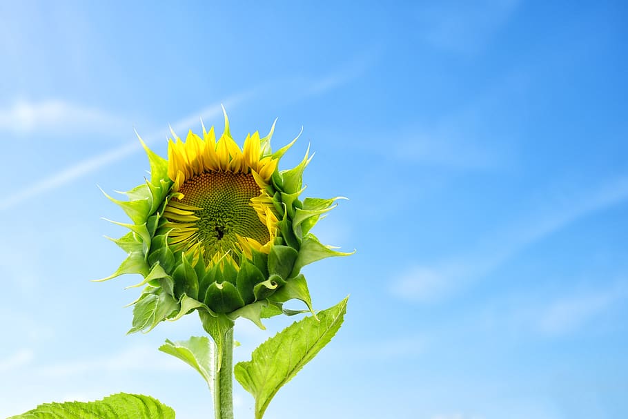 girasol, flores, desarrollo, crecimiento, floración, verano, campo,  agricultura, paisaje, planta | Pxfuel