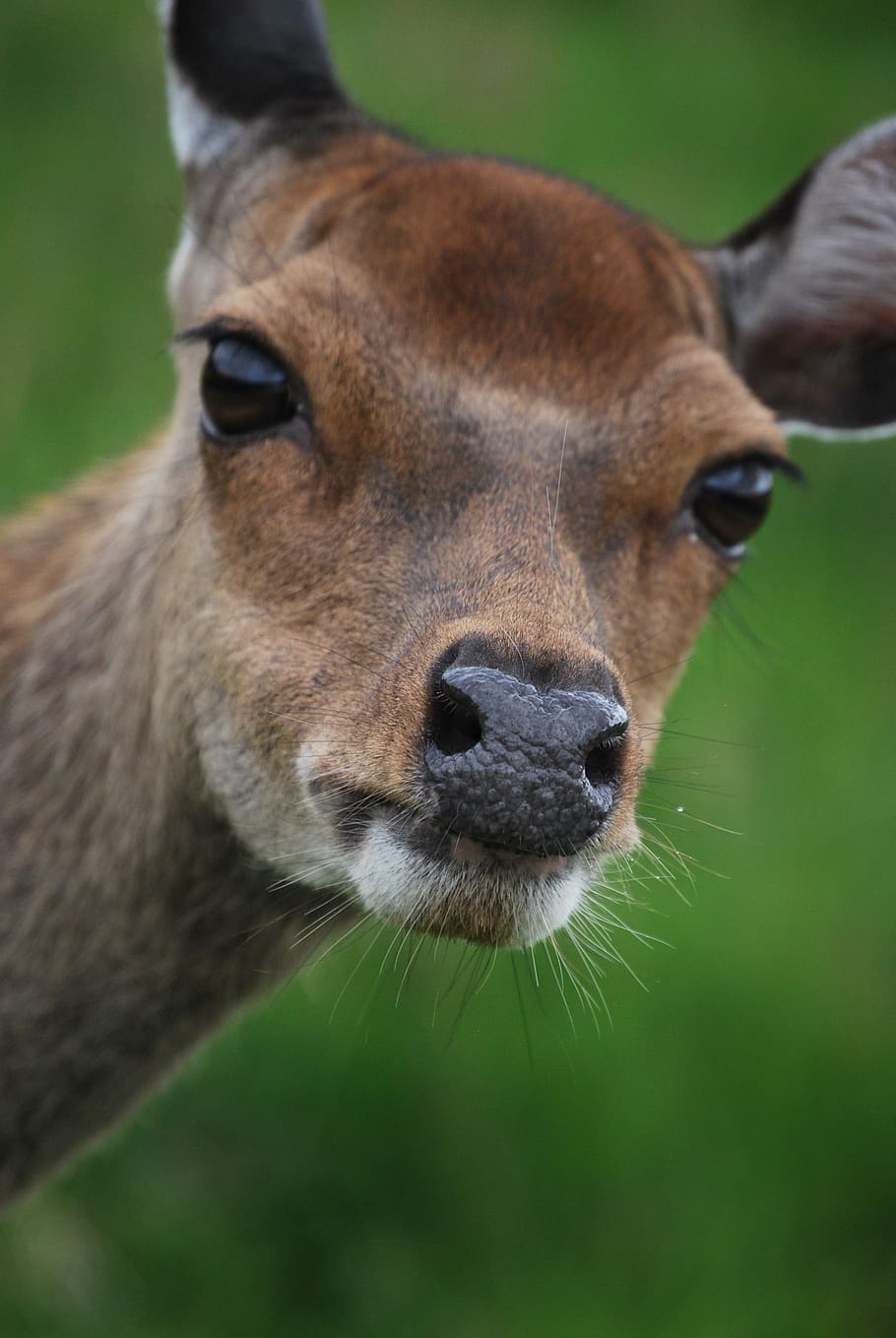 doe, deer, nature, wildlife, mammal, outdoors, animal, wild, female, brown