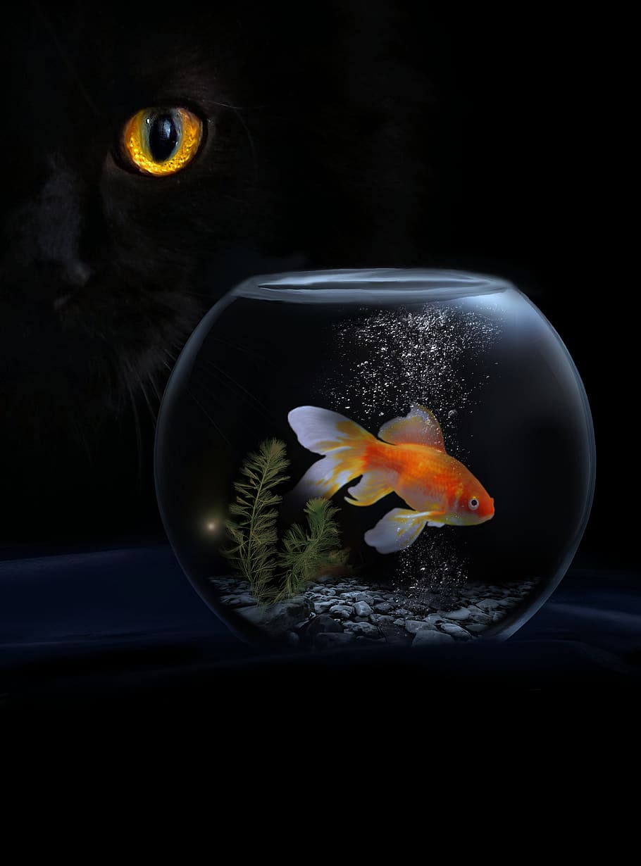 animal, cat, goldfish, fish, pet, portrait, domestic cat, animal world, head, cat's eyes