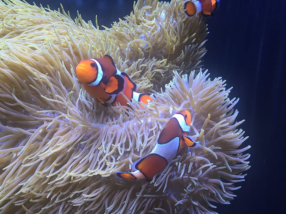 Aquarium, Clownfish, Anemone, clown fish, symbiotic relationship, sea anemone, underwater, undersea, fish, animal