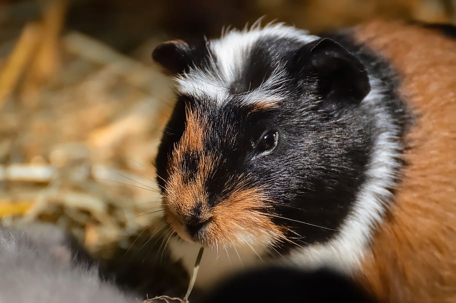 guinea pig, nager, rodent, cute, pet, small animal, sweet, small, fur, nature