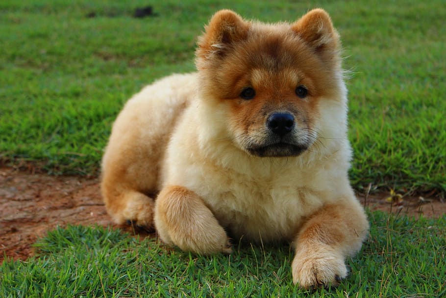 brown, chow chow puppy, lying, lawn grass, daytime, Dog, Animal, Chow Chow, Pet, looking