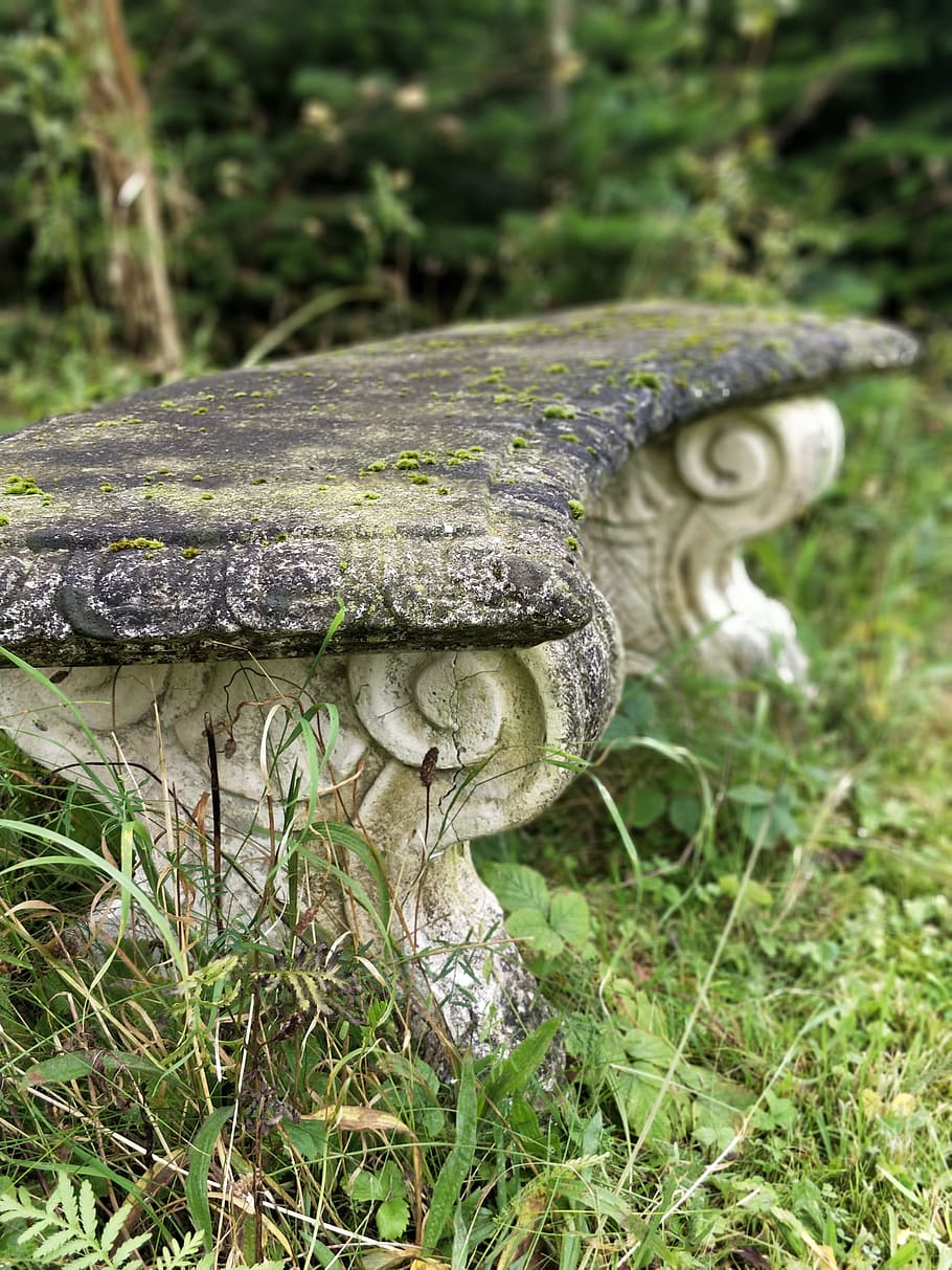 bench, ro, plant, mushroom, growth, fungus, close-up, vegetable, focus on foreground, land