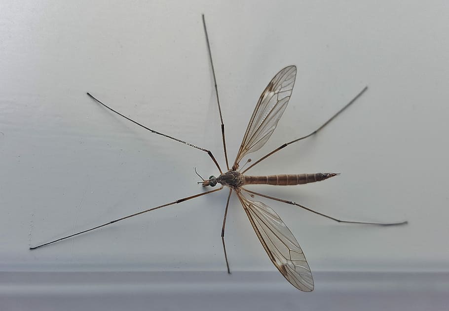 Crane Fly, Mosquito Eater, Insect, Macro, arthropod, tipulidae, one animal, close-up, day, nature
