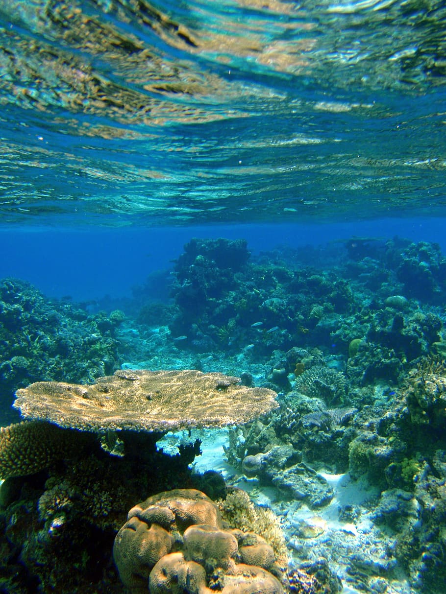 bajo el agua, fotografía, corales, fiji, arrecife, coral, tropical, océano, natural, mar