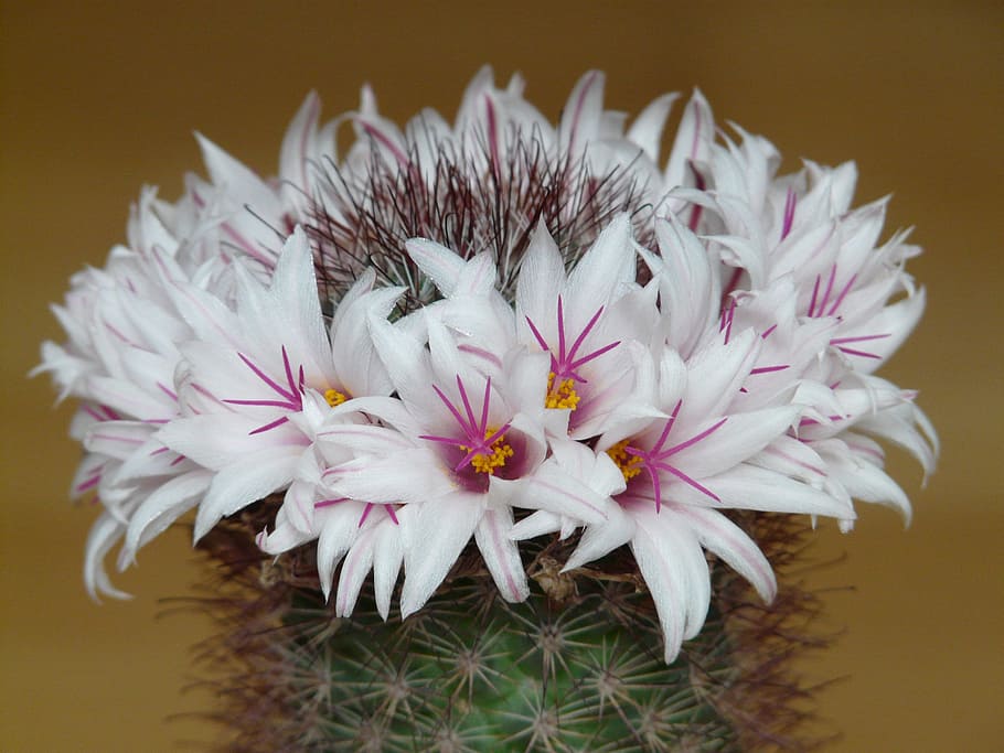 Flowers, Cactus, White, Bloom, mammillaria albicans, mammillaria, cactus greenhouse, cactaceae' whitish, glazed includes, purple