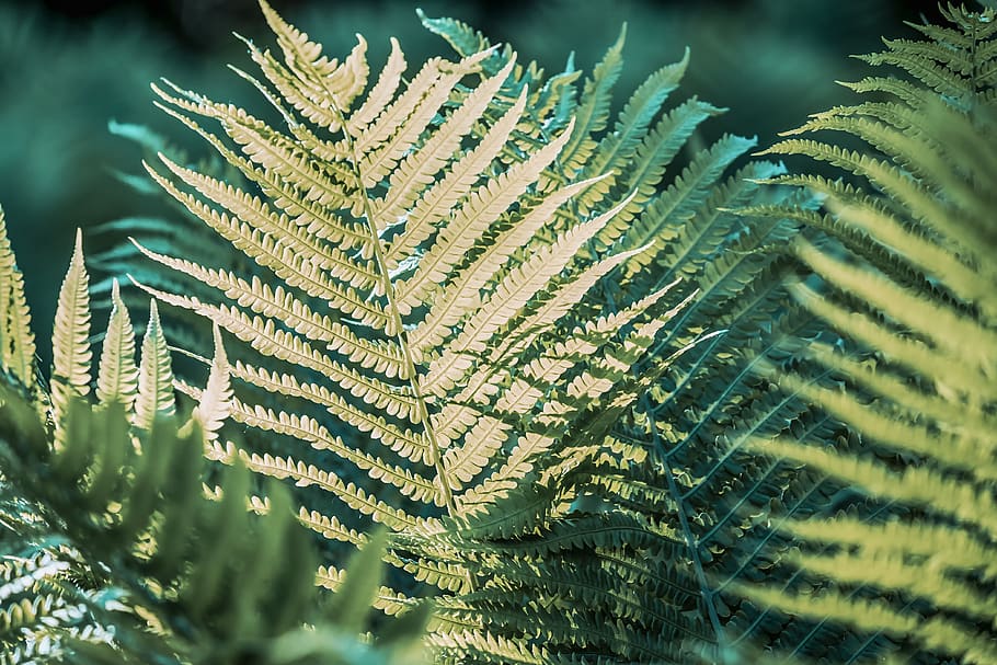 nature, plant, fern, forest, fiddlehead, unfold, mood, fern plant, structure, green plant