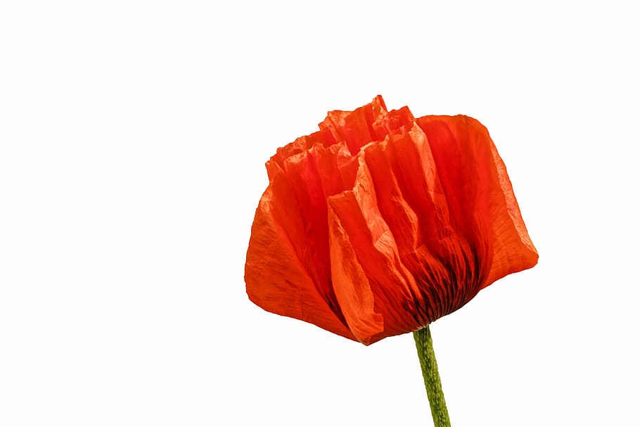 poppy, flower, blossom, bloom, red, background white, white background, studio shot, close-up, cut out
