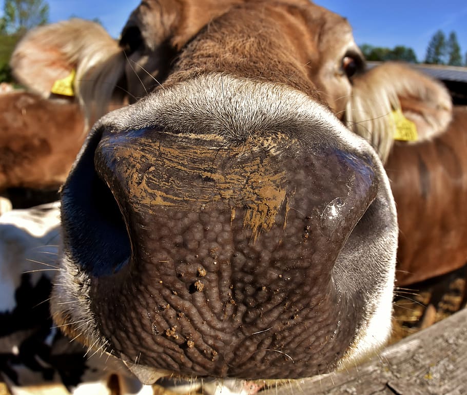 brown, cow, macro lens photography, beef, snout, fisheye, funny, hoofed animals, good aiderbichl, sanctuary