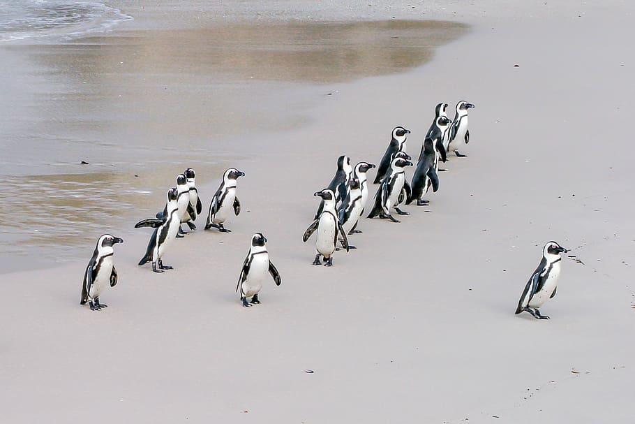 flock, penguins, seashore, penguin, jackass, leader, boss, lonely, team, african