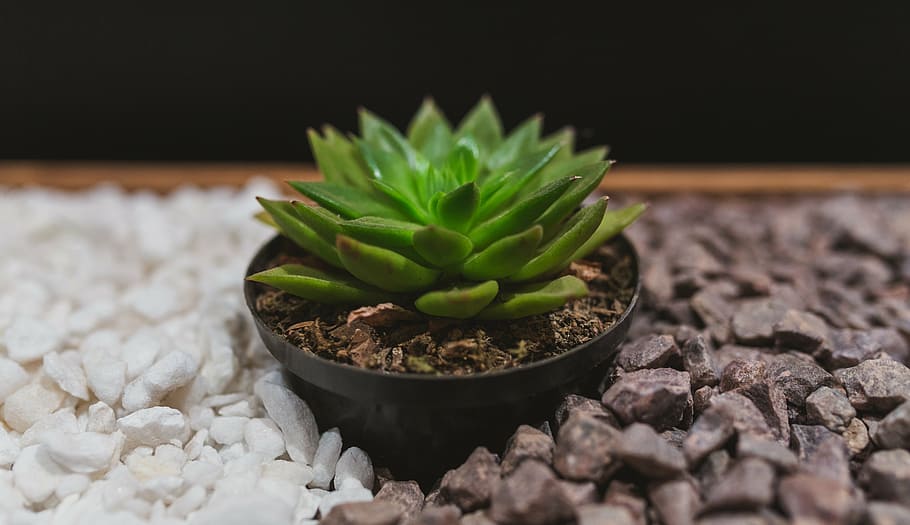 green succulent plant, green, succulent, plant, rocks, black, white, contrast, green color, indoors