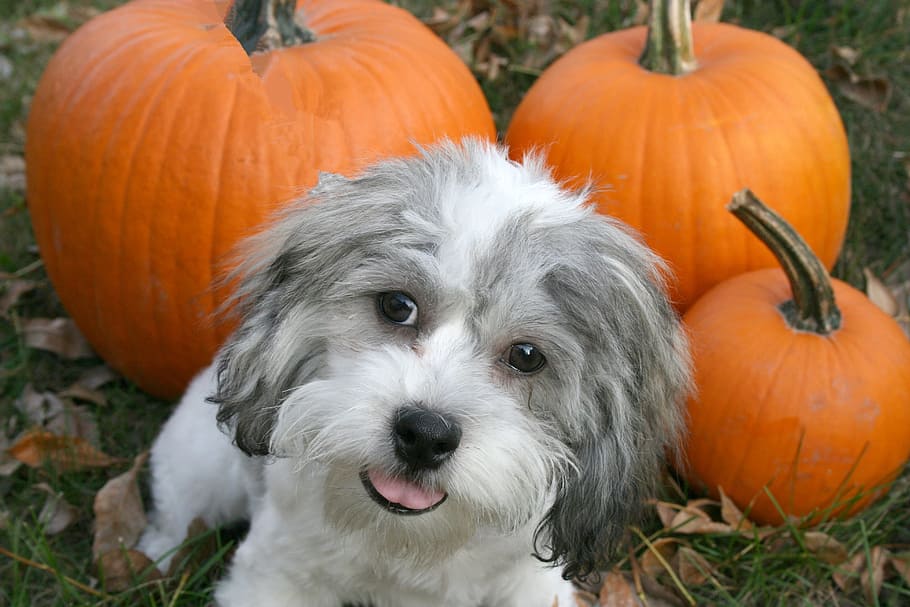 fawn shih tzu puppy, jack-o'-lantern, puppy, dog, doggy, cute, animal, pet, pumpkin, fall