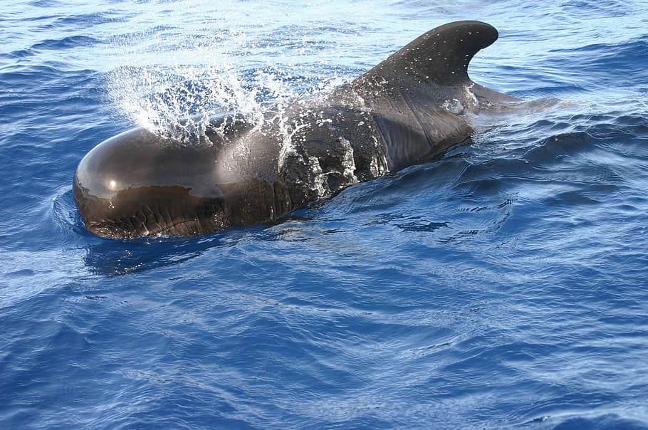 golfinho, corpo, água, nadar, mar, baleias, golfinhos, canário, temas animais, animais selvagens