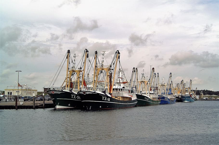 transport, fisheries, fishing boats, fleet, port, work, fish, fresh, auction, netherlands