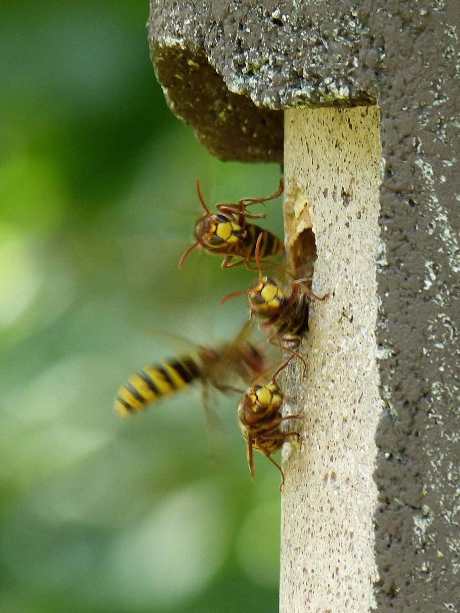 Hornets, Vespa Crabro, Animal, Insect, wasp, vespidae, sting, the hive, hornissennest, nest